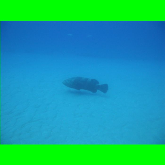 Dive WP Wrecks 25-Oct-09_353.JPG